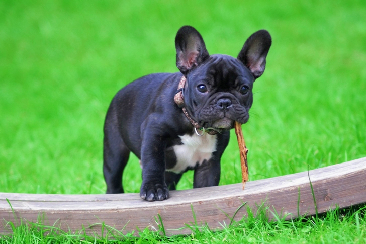 Black and White French Bulldog Puppy Stepping on Brown Wood Board Panel Close-up