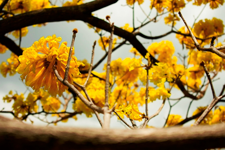 Yellow Petaled Flowers