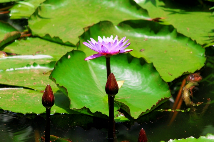 Paarse waterlelie in bloei