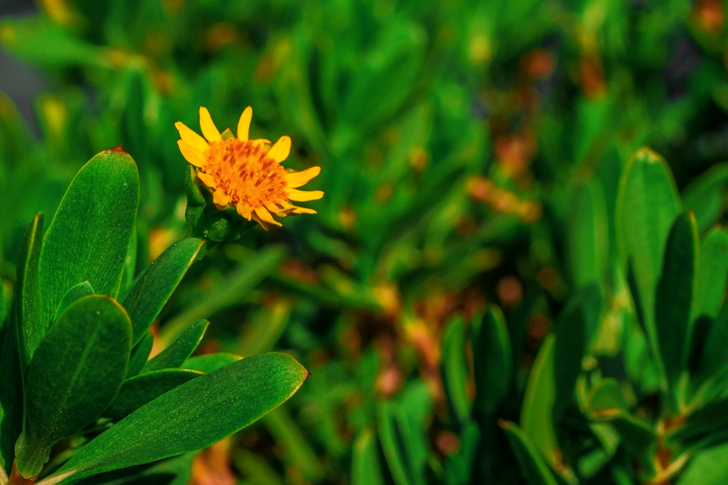 Yellow Petaled Flower