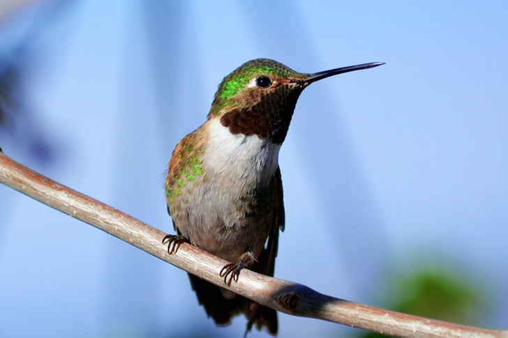 Shallow Focus of Gray and Green Bird on Branch