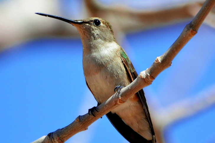 나뭇가지에 앉은 흰색과 갈색 긴부리 새
