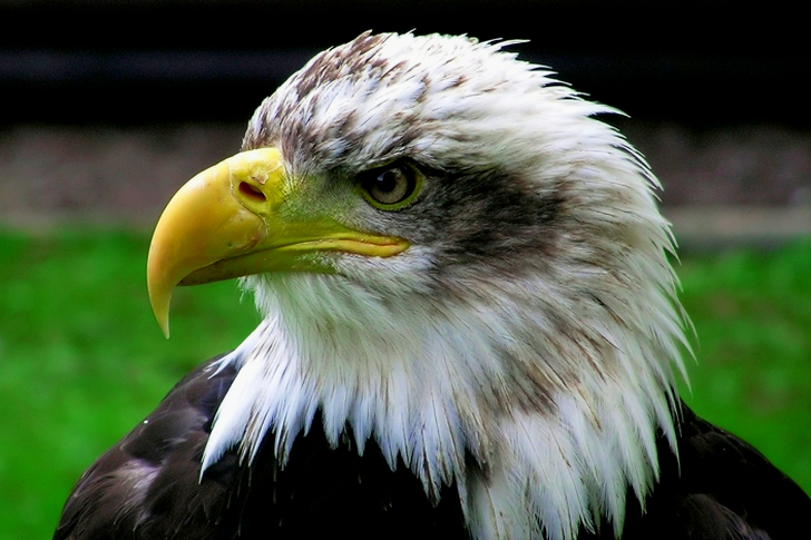 흰색과 검은색 독수리