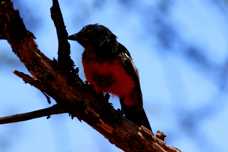 Small Black and Red Bird