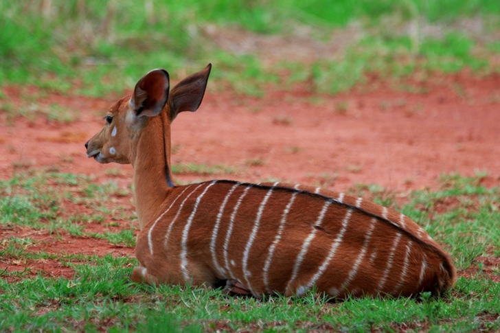 Brown and White Deer Laying on Grass