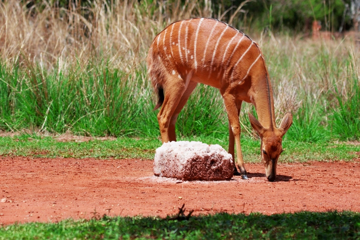 Brown Deer Beside Gray Rock Near Green Grass