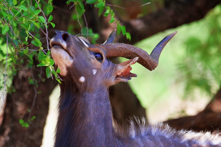 Closeup of Brown Antelope Eating Leaves
