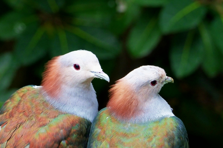 흰색-갈색-녹색 새 두 마리 선택적 초점