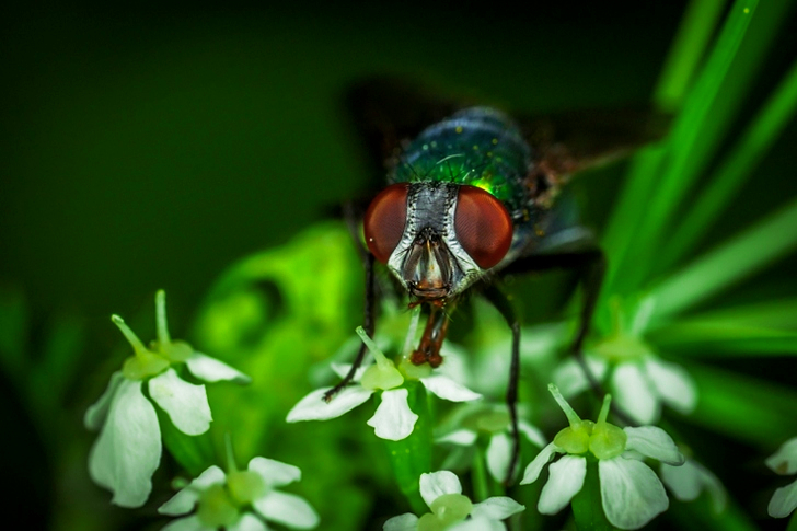 Focus of Green Bottle Fly