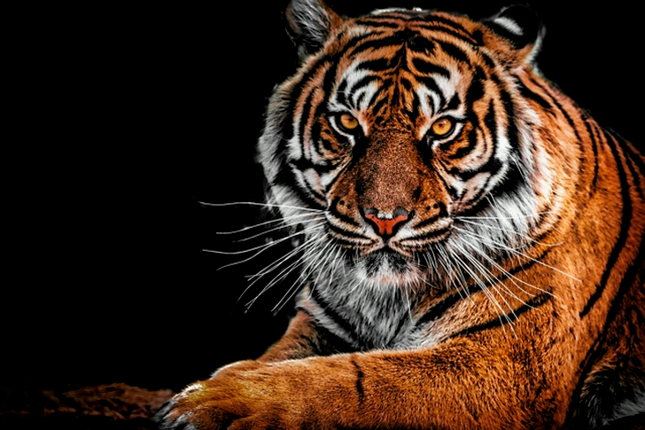 Close-Up of Tiger