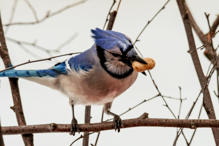 Focused of Blue Jay