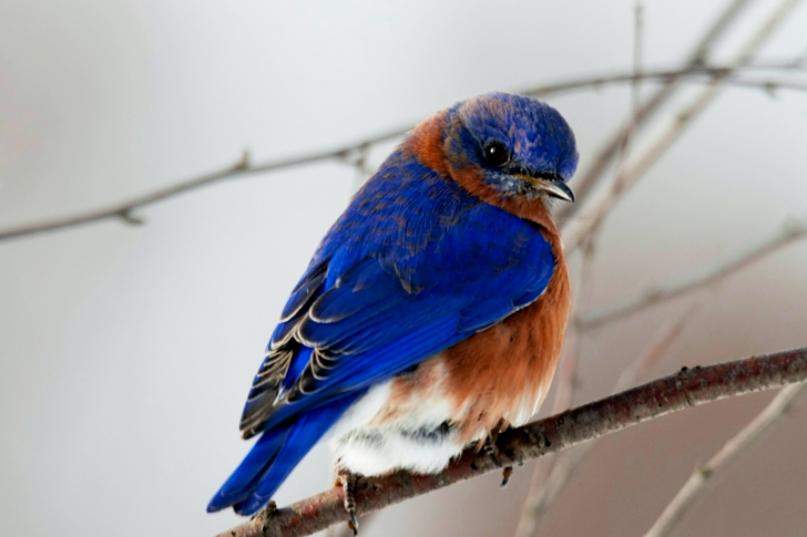 y of Small Blue and Brown Bird