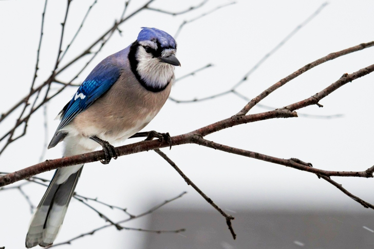y of Blue and Gray Bird