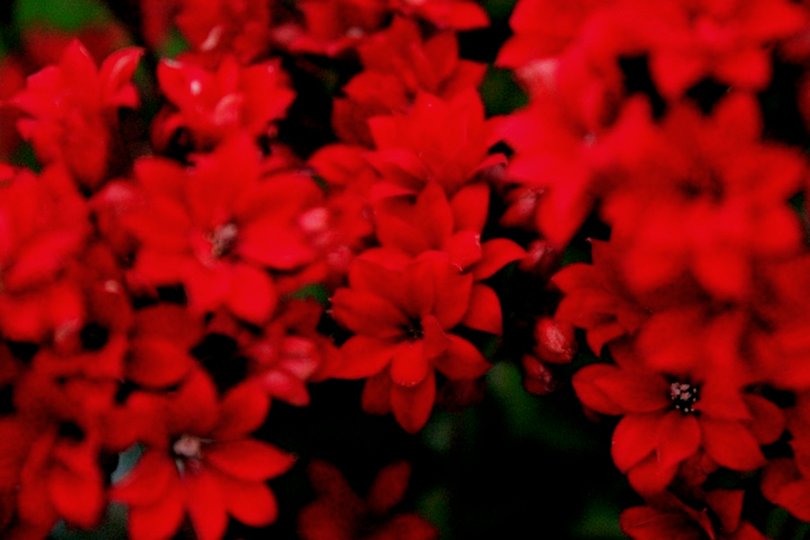 Red Petaled Flowers