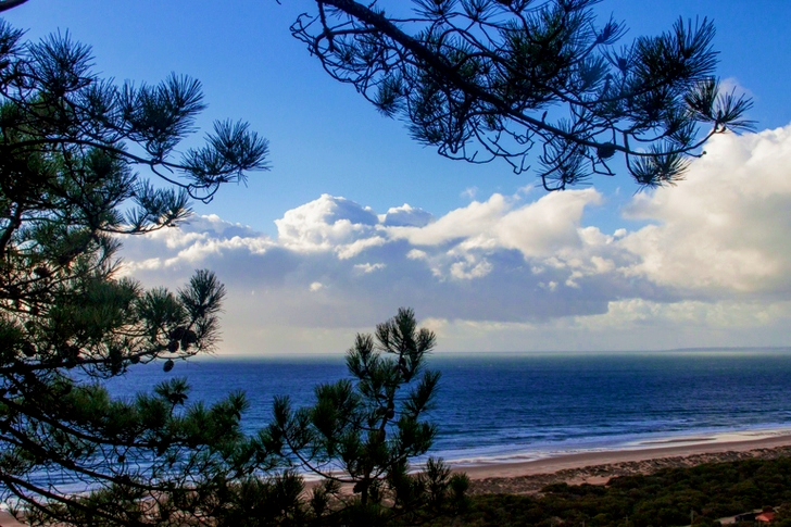 Landscape Trees and Sea
