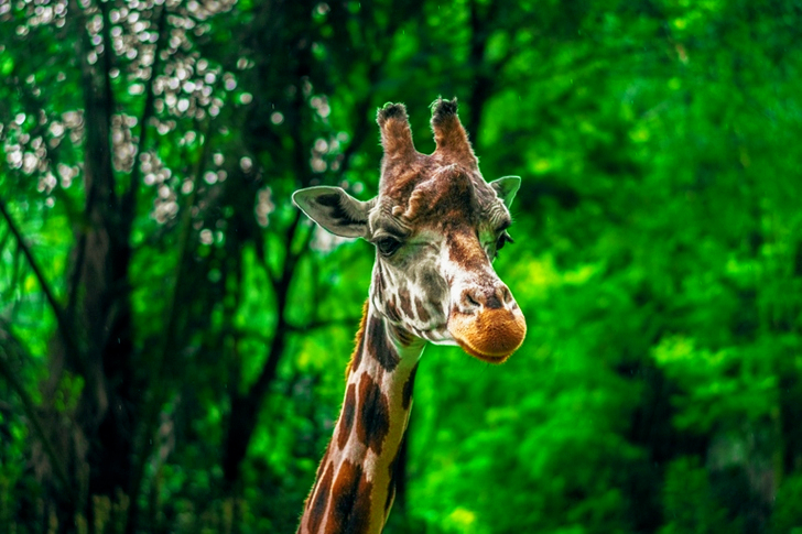 Beige and Brown Giraffe