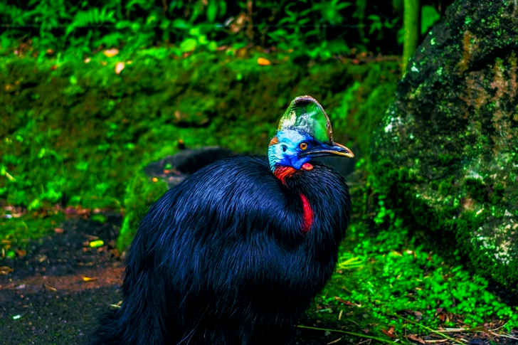 Black Feathered Bird Beside Mossy Stone