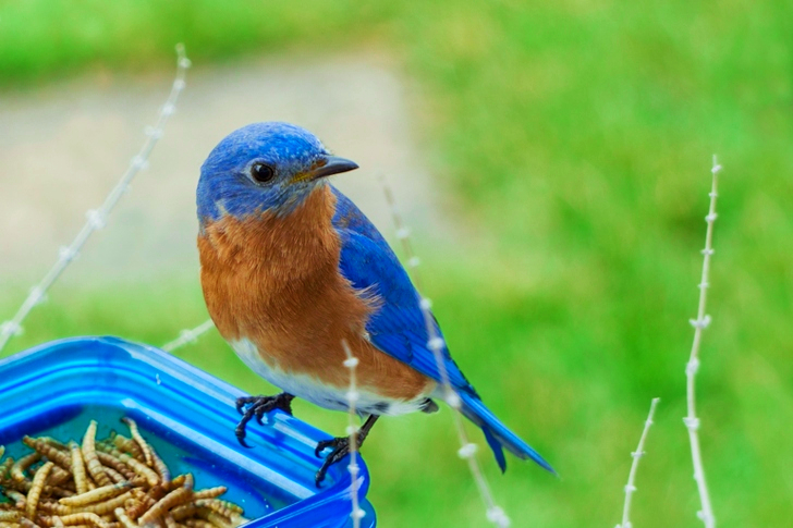 青いガラスの容器に描かれた青と茶色の鳥の選択フォーカス