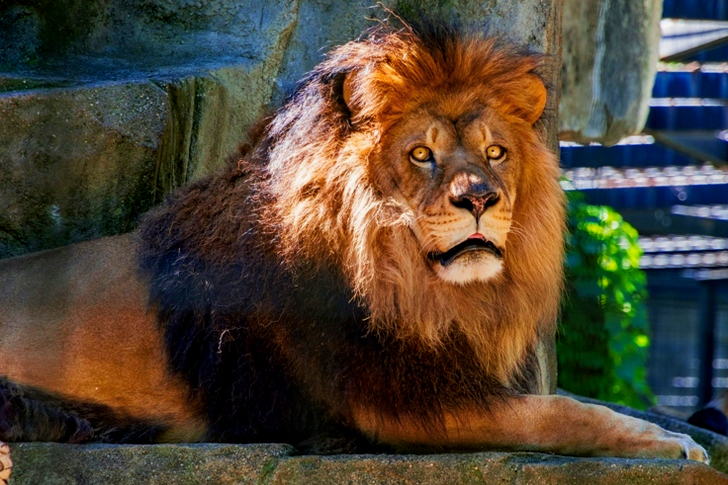 Lion