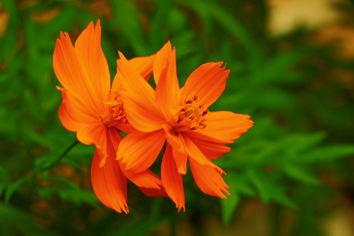 Orange blommor