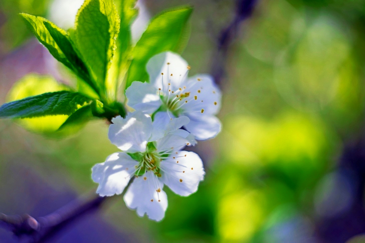 White Flowers