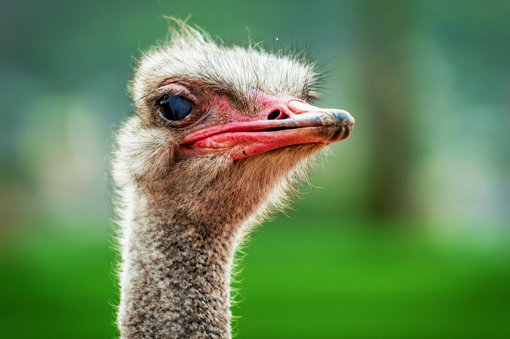 Close-up Of Ostrich
