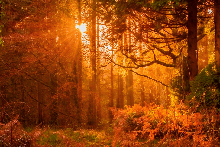 Yellow Sunset Rays Passing Through the Trees
