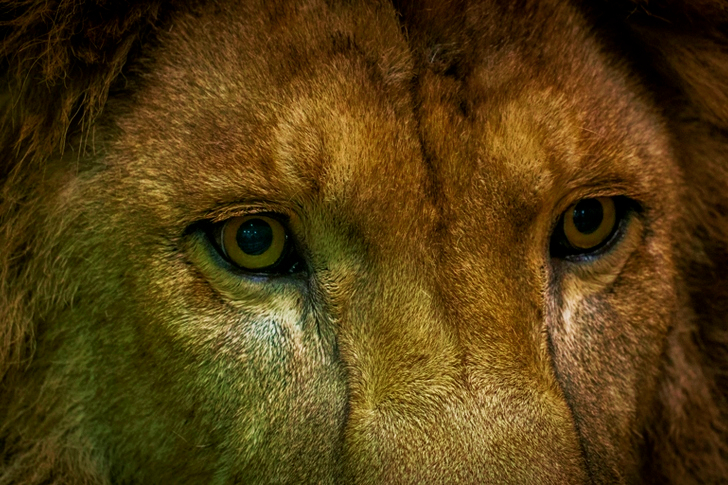 Close-Up Shot Of Lion