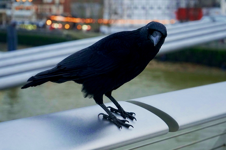 Shallow on Black Crow