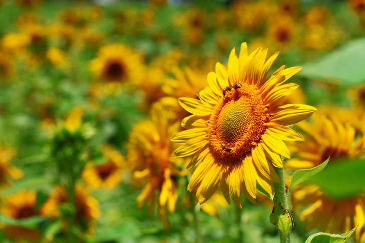 Yellow Sunflower