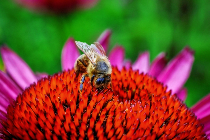 Abeille sur une fleur