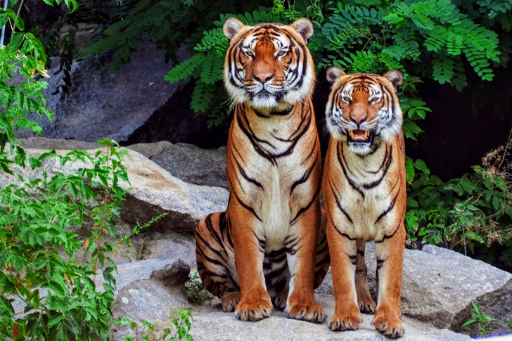 نمران برتقاليان يجلسان بجانب بعضهما البعض