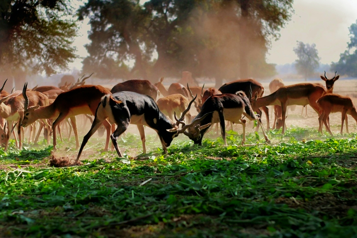 Flock of Brown Deer on Green Grass Field
