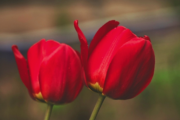 Grunt fokus av två röda blommor