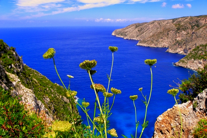 Yellow Chrysanthemums Overlooking Sea View With Mountains