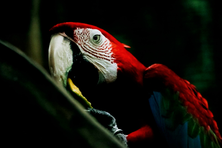 Selective Focus of Scarlet Macaw