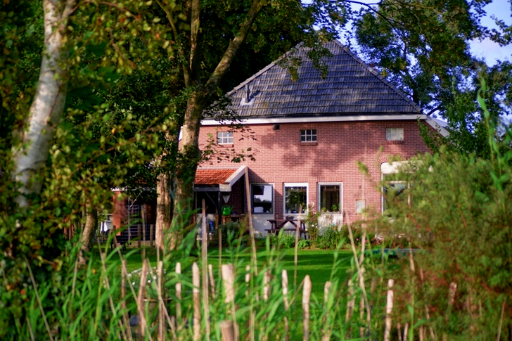 Árvores perto da casa