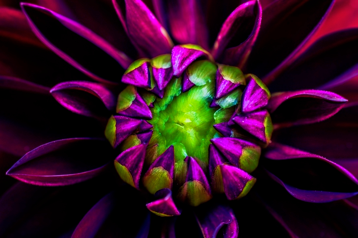 Macro of Purple Dahlia Flower