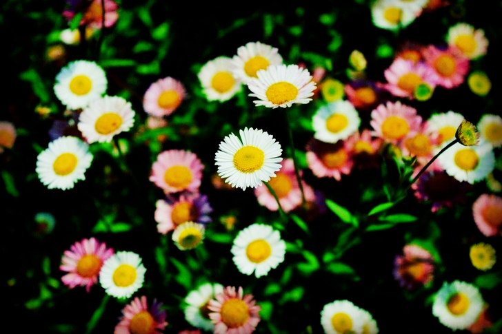 Valkoiset päivänkakkarat