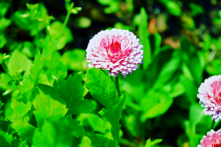 Vaaleanpunainen Kukka