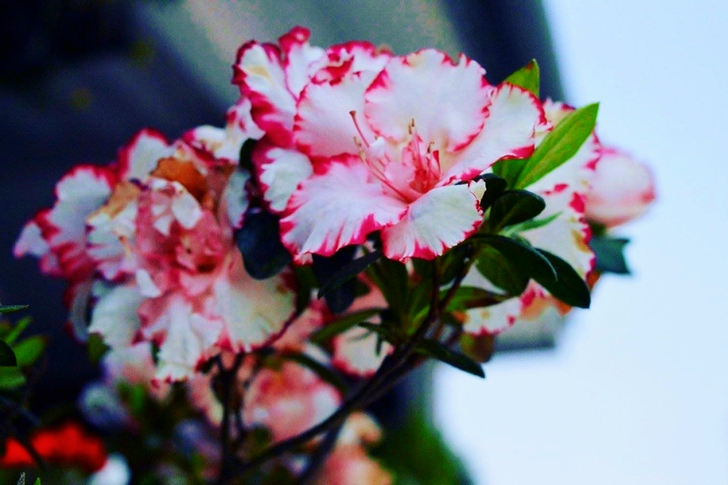 White And Pink Hibiscus Flowers