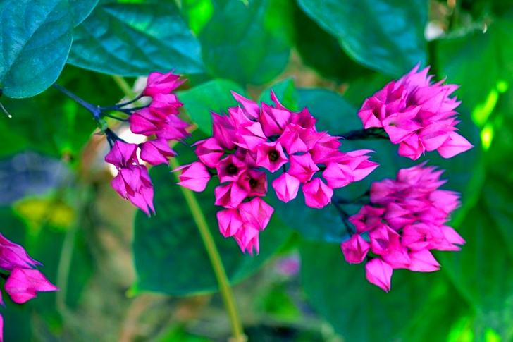 Shallow Focus of Pink Flowers