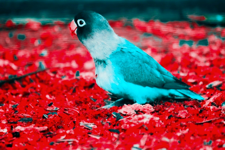 Blauw-witte parkiet op rode vloer