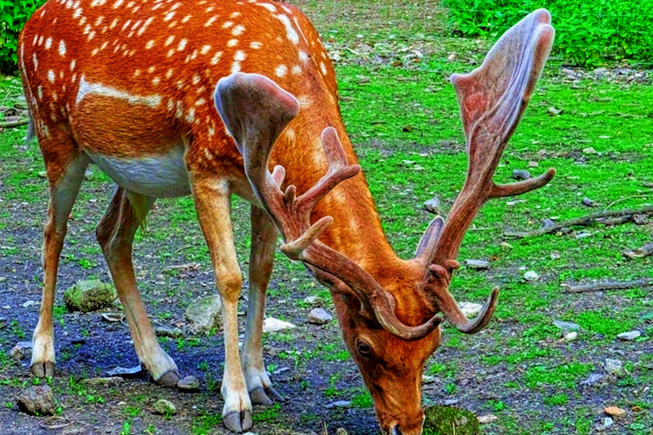 Brown and White Reindeer