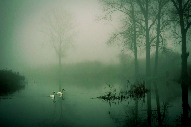 Two White Ducks on Water during Fog