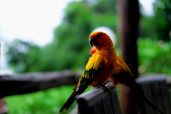 Kaksi kelta-musta lintua