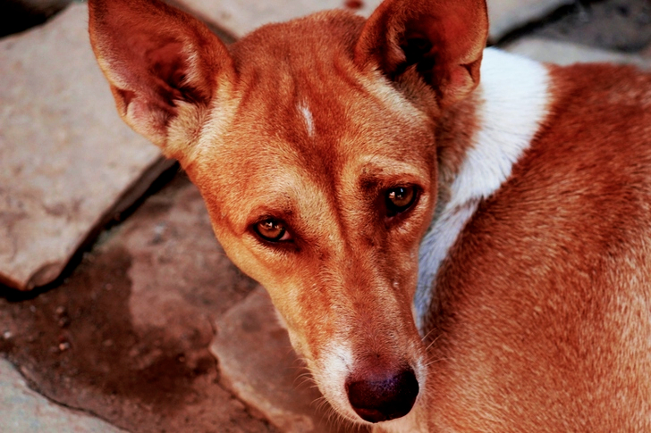 لقطة مقربة لكلب