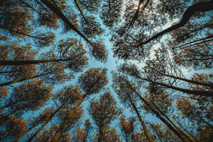 Low Angle Brown Leaf Forest Trees at Daytime