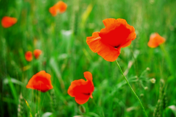 Orange Petaled Flowers