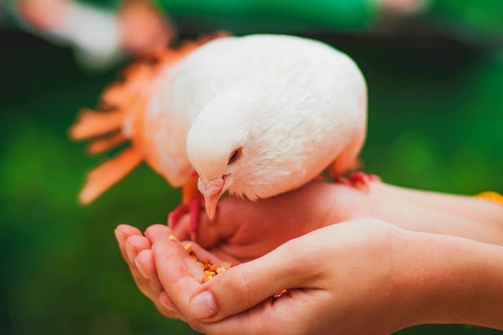 Close Up Of Person Feeding White Pigeon